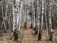 Auf ehemaliger Gleistrasse durch Birkenwald